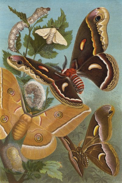 Bombyx du mûrier - European School